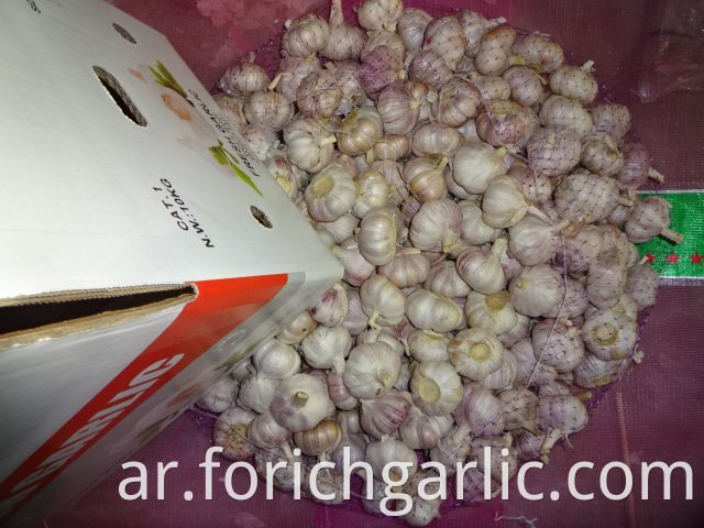 Jinxiang Fresh Garlic